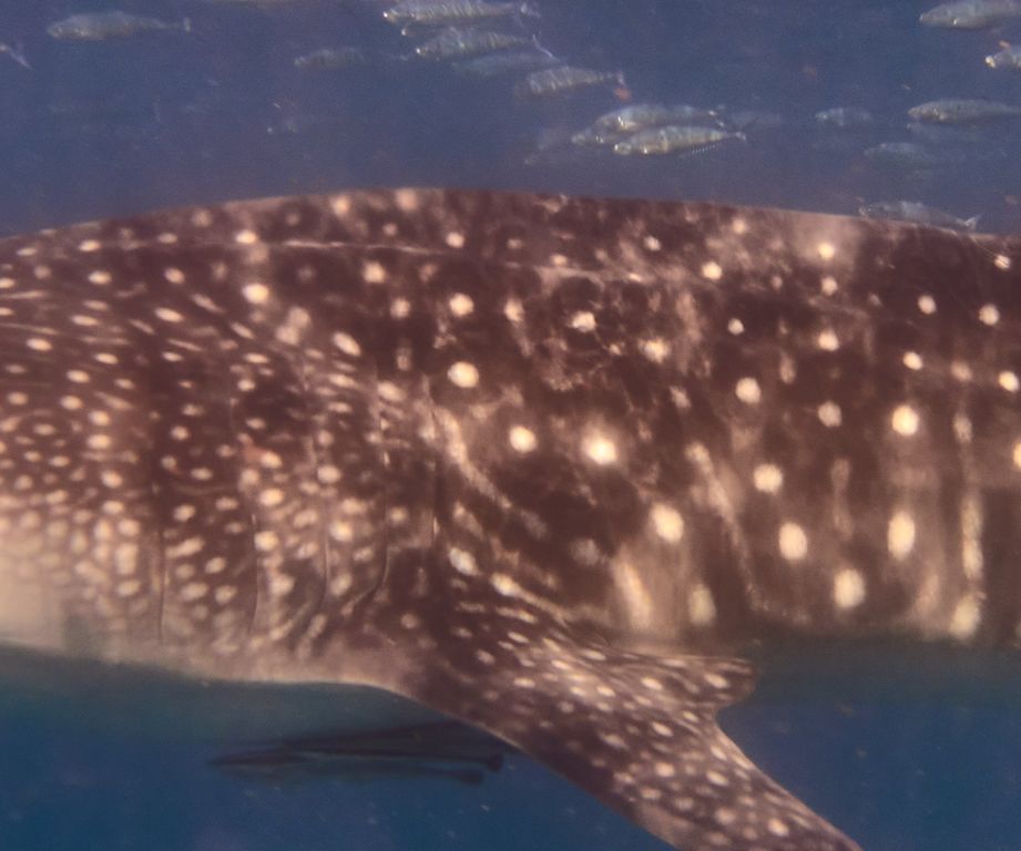 351e51c8-391b-4312-9845-5f6e70037b6c