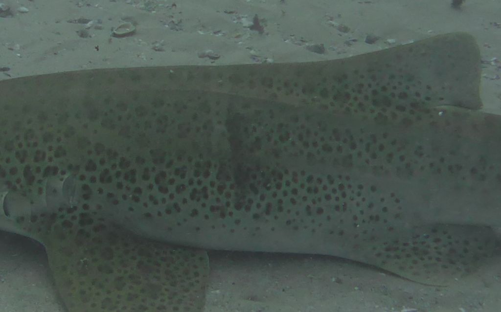 ff524530-e5cc-4fc9-b451-18ba4892ed35