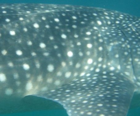 a0a10243-7aaf-4e6c-8b83-a64ada0439c2