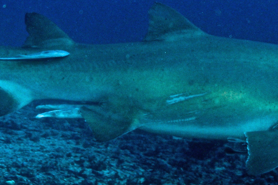 deece9a3-b33e-49b6-8c24-b06bd439e53d