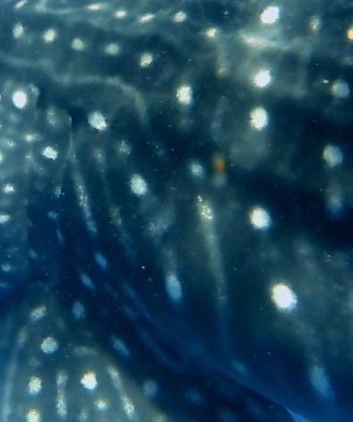 e4eb5c95-f4b4-43a4-a0d0-c67aef473c50