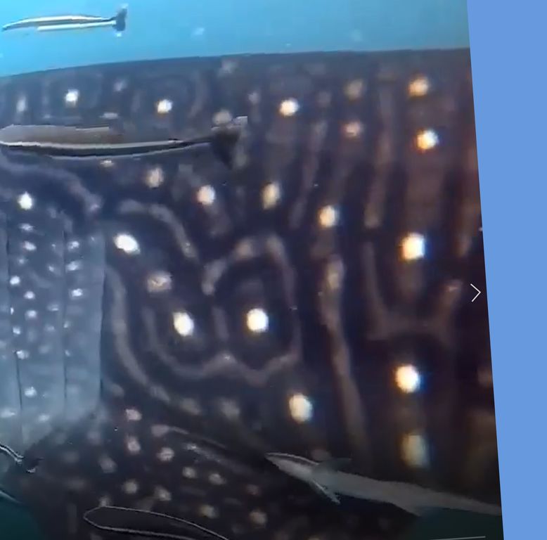 803768a3-2b52-4561-8bcf-6fcc43af6770