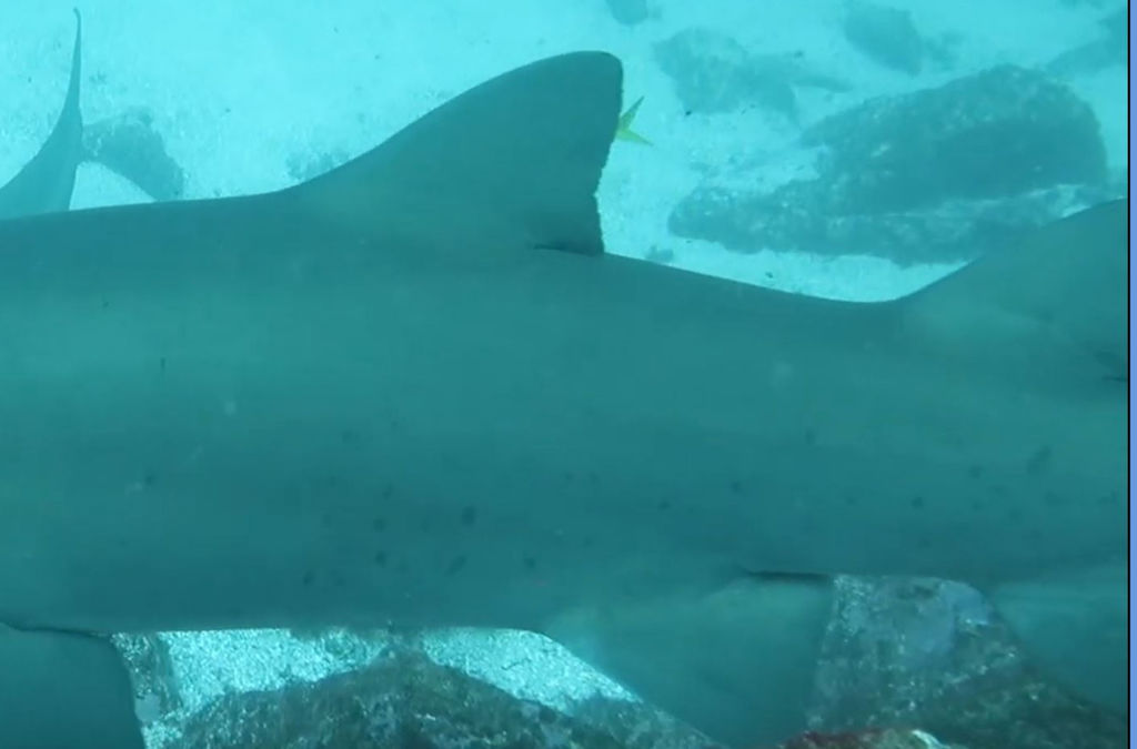 a8b3f6ab-fd66-4587-91e7-180d7d33fbd4