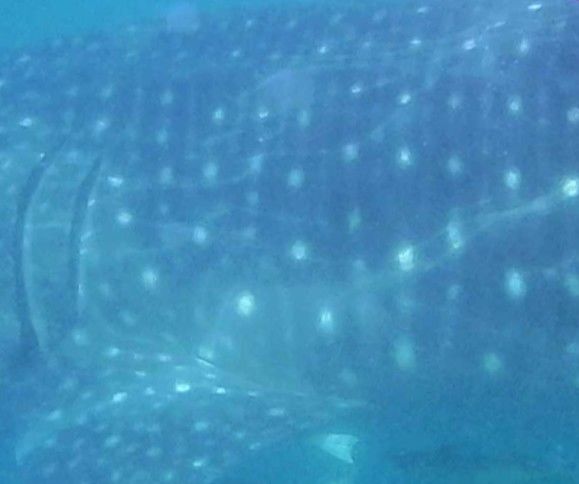 2c9081aa-ee5d-466d-a24b-d376ef642cc0