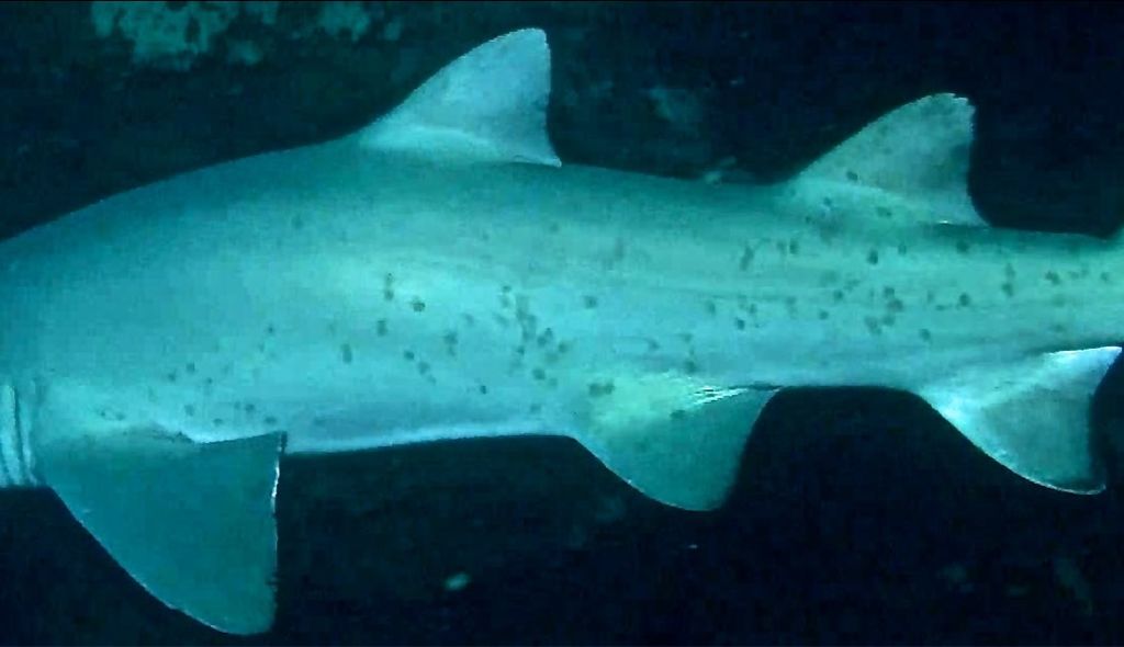 55df681f-d5e6-4c99-93d9-aa466be323c7