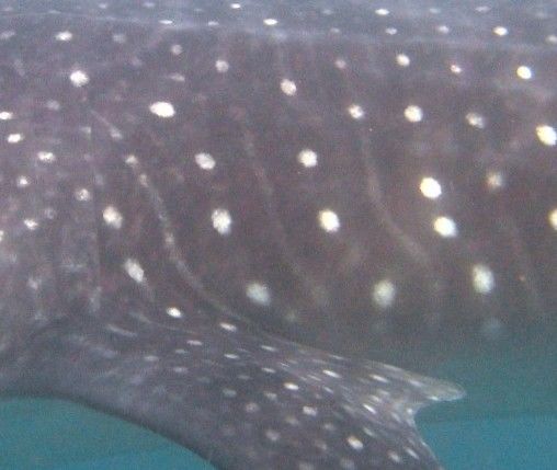 e2417d8e-72df-43c7-ad9f-33444fae4e17