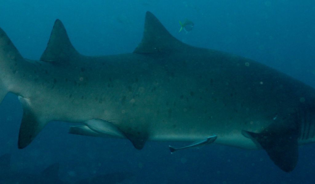 df1339c7-cdfa-49d1-b10e-080234d933c0