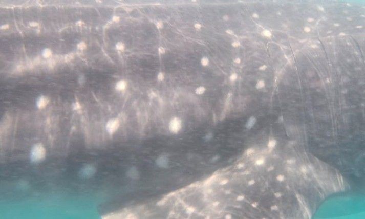 8f80adf6-c39b-4531-bd82-87742597f65d