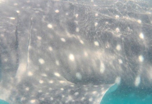 8f80adf6-c39b-4531-bd82-87742597f65d