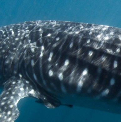 94fcb0a1-242f-44fa-b5cb-88adc445c642