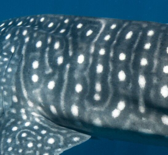 ca9c82c0-3b97-4e1b-89ad-b48a69699bde