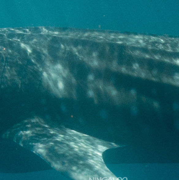 4621c191-e9c7-4570-92a4-b99375645975