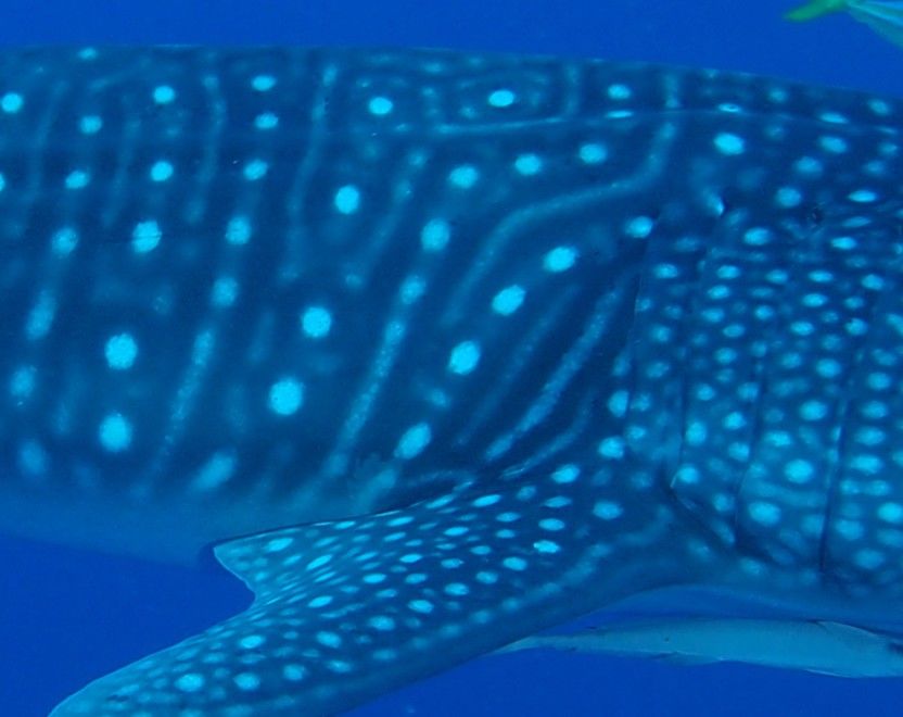 39f600cc-d1d5-4fcf-a7c4-c64a73a891b9