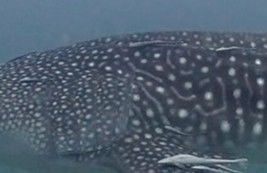 fe29426a-7c2a-4ff4-9e07-0939297e5ce3