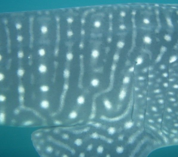 c1e1738d-16e0-46e2-917c-6111e3e498c1