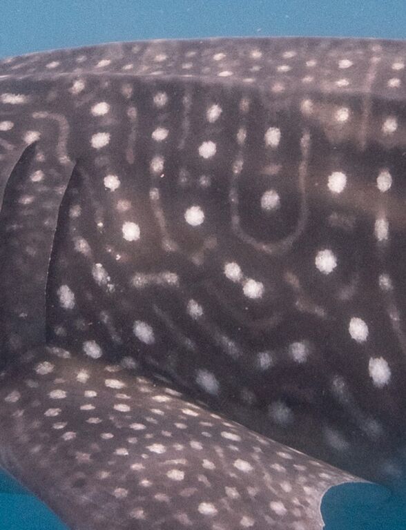 d0ae34ea-ba2b-4621-bb5b-517f7f7fe5d5