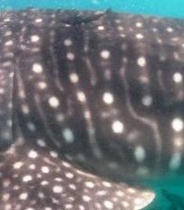 84e652f0-49e7-440b-92b1-1c3684b7900d