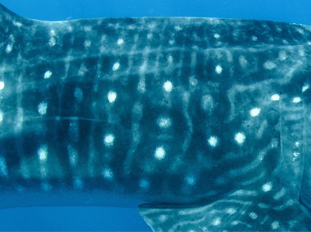 4bb1de70-d7a1-4560-b5cc-35878e9c0931