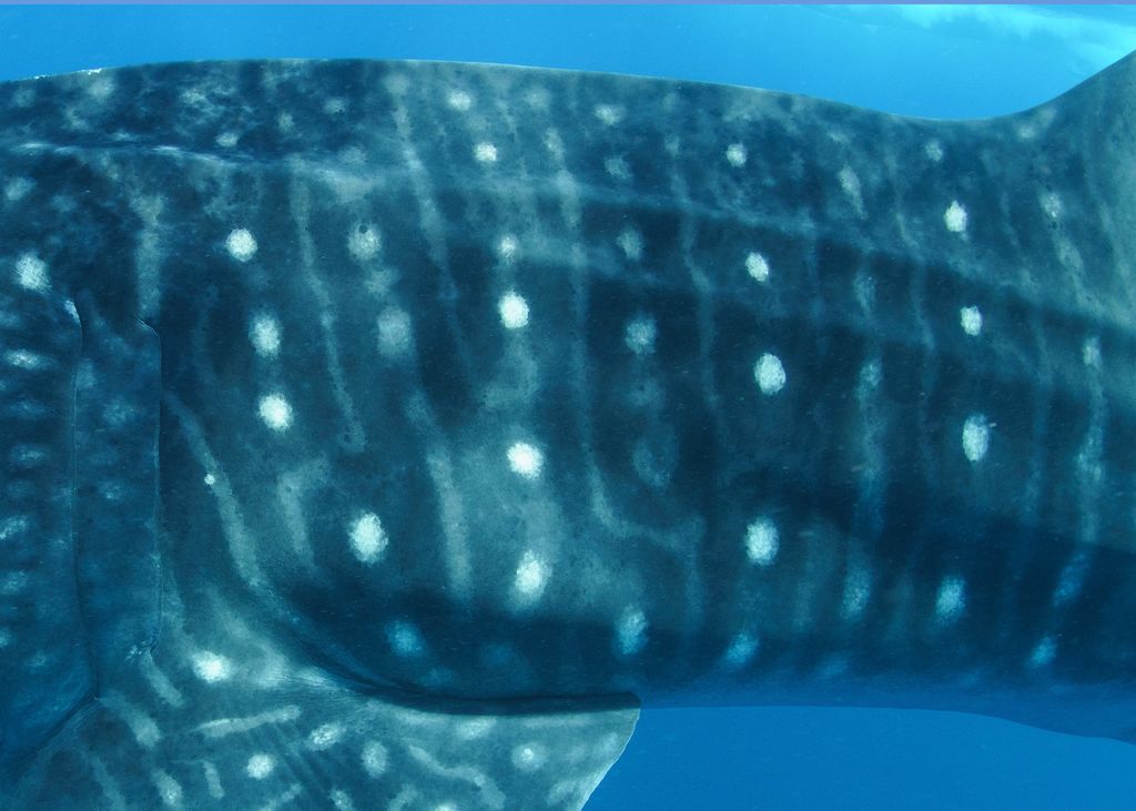 4bb1de70-d7a1-4560-b5cc-35878e9c0931