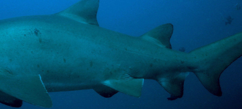 e22a7f18-4cbf-46ff-9e4e-cbbf509cbff3