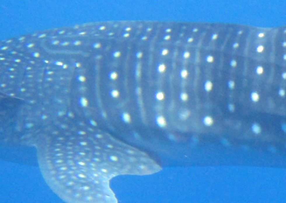 c7fff2c2-f1dd-472a-8c9a-6e3d9725b768