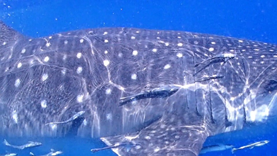 80910ff4-9e4b-45e0-8bd7-deeb198fab7b