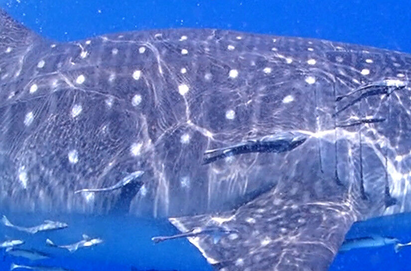 80910ff4-9e4b-45e0-8bd7-deeb198fab7b