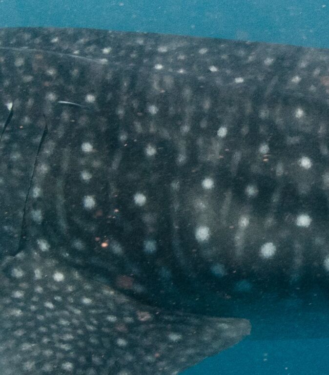 26a89fa0-ef44-4294-923c-660347df0ef2