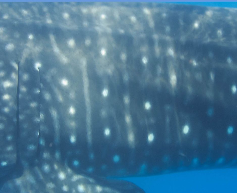 41068e27-2dc0-41a9-b283-5d92e9fea1ad