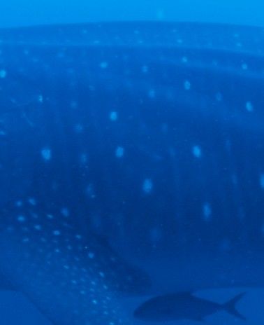 e372a6ac-18b8-4e8c-8ab6-da332cb445a3