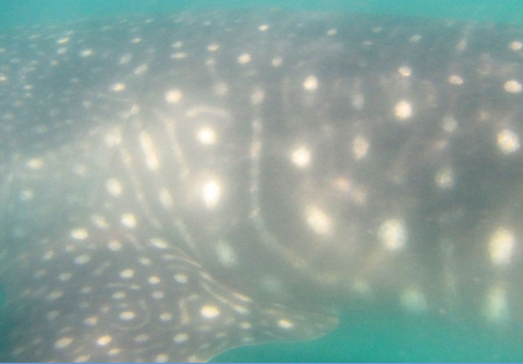 4f965dec-242f-43be-90ac-360476cd64e2