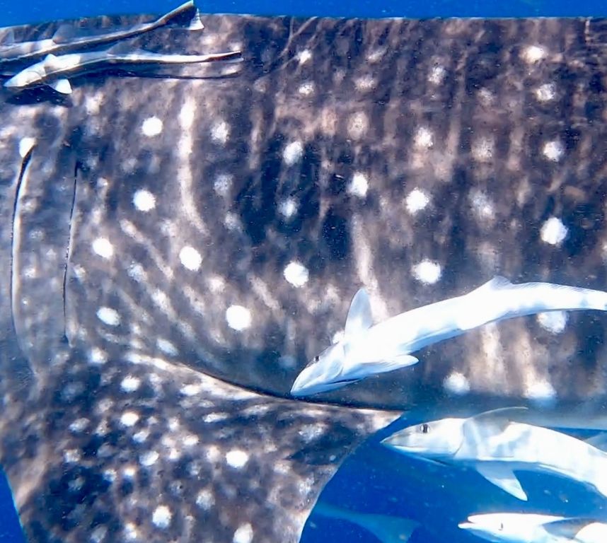 291b9b57-5d62-4eb0-bd1e-23edcf22b587