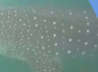 63f04e11-b78b-4088-8475-8e605183ee3e