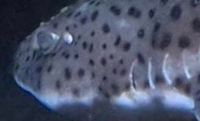 82bad25f-9789-43f6-aad5-9617ca4b2144