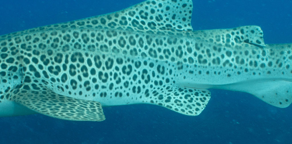 d82a9b01-3a0b-4d5b-a223-6a68769535ec