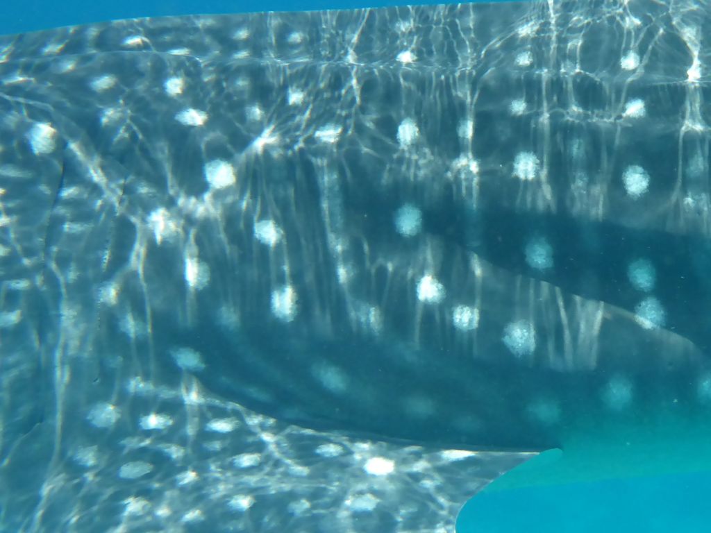 f114a0bb-6923-4e92-abbb-5aad7eaea357