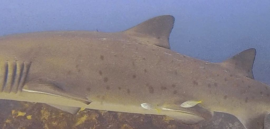 1bc1c3fe-ca86-404f-a713-ec2abfca5027