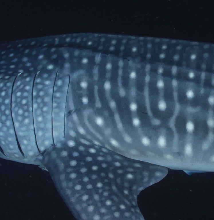 9377d493-5e42-4756-a96b-fdddda6da532