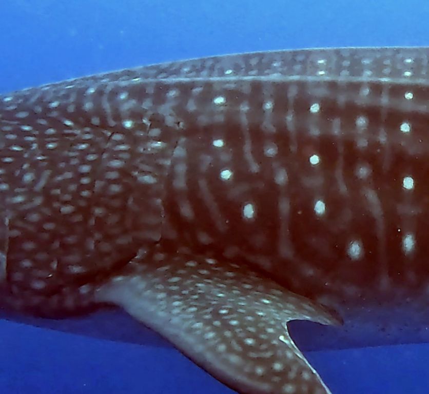 6c2098af-0e95-4738-86e7-c0f312bbc9f5