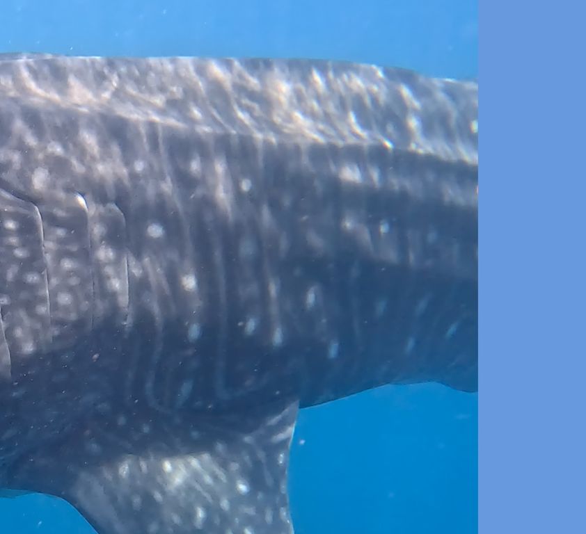 24e24c7b-23c4-429c-9e82-e3711a20eda2