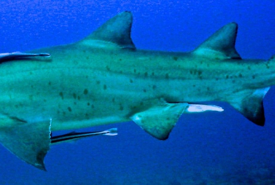 a17ffa66-ebcf-4d28-981b-9f7a1449b650