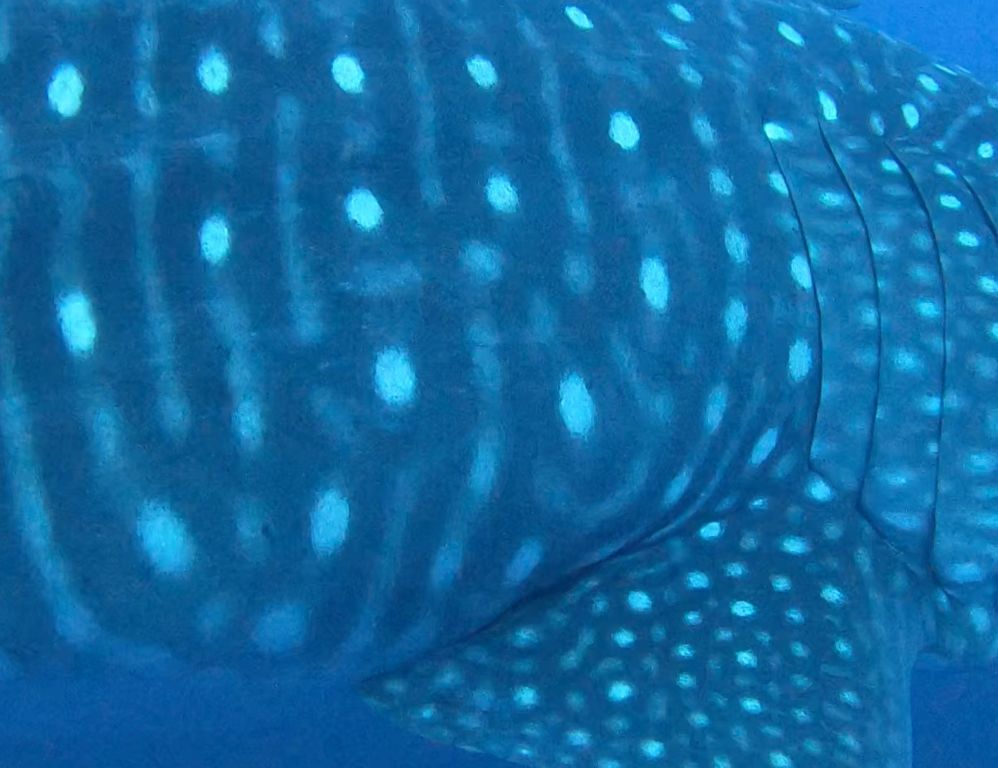 098ad736-09af-49d8-9504-49a8ab703bc9