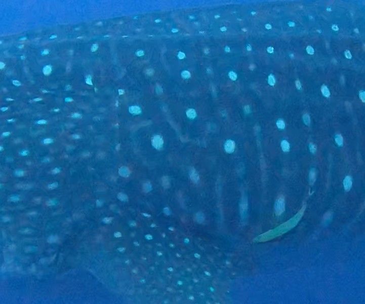 098ad736-09af-49d8-9504-49a8ab703bc9