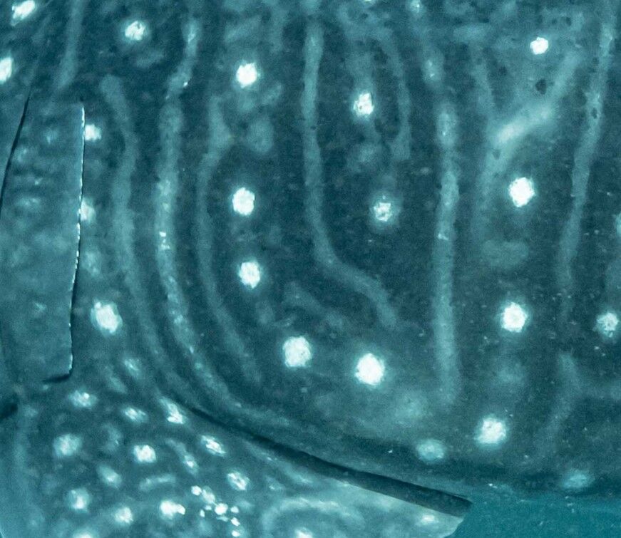 bea3f556-dd35-449a-a9f1-d01bbd134c48