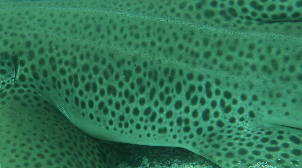 3a8ac727-08cf-456d-8203-795452334977