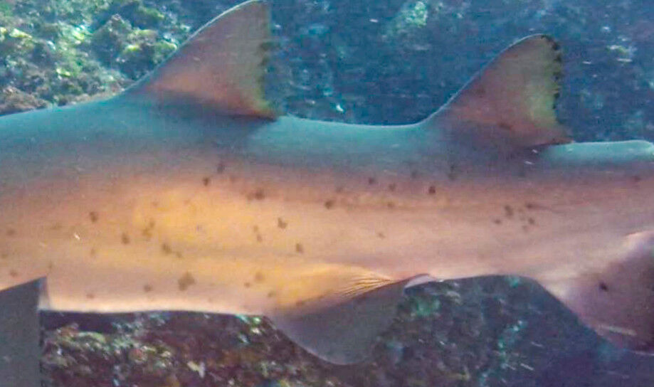 f68205d5-8fba-4f1d-aef7-69198a2181c6