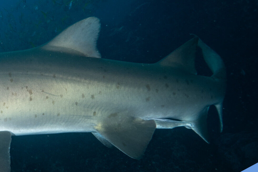 2ac3eabe-e578-4093-b496-bb028bf35594