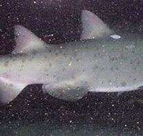 2af34ab4-2337-44e5-a48f-455ff1d0d48c