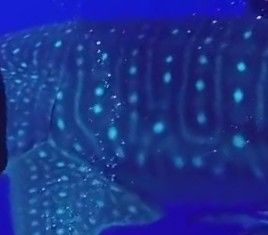 271600b2-0ea4-440e-89c3-e402e38f09b1