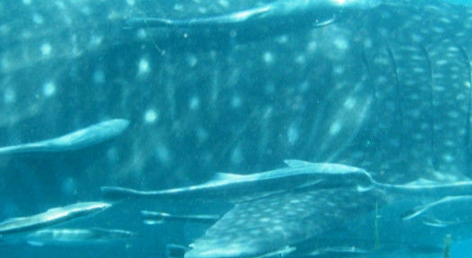 aef438db-818a-4c80-8266-3d06f7ce5595